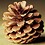 spunon